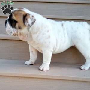 Ingrid, English Bulldog Puppy