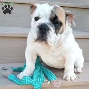 Ingrid, English Bulldog Puppy