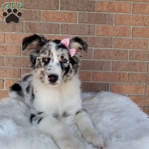 Bella, Australian Shepherd Puppy