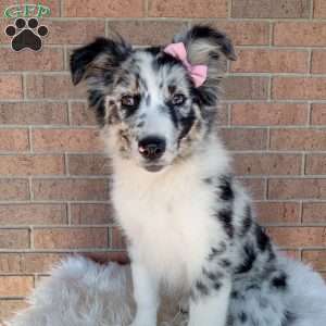 Bella, Australian Shepherd Puppy