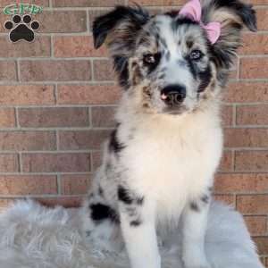 Bella, Australian Shepherd Puppy
