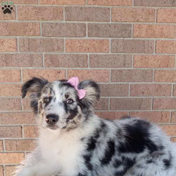 Bella, Australian Shepherd Puppy