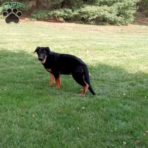 Max, German Shepherd Puppy