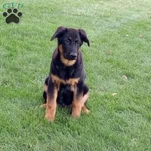 Max, German Shepherd Puppy