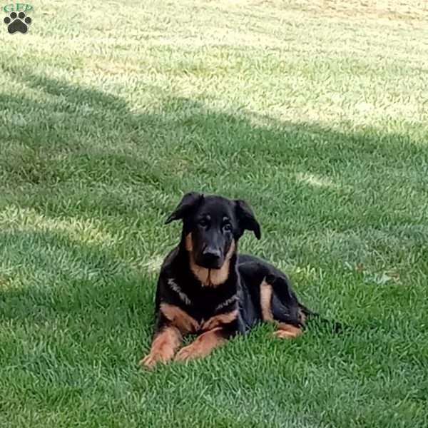 Max, German Shepherd Puppy