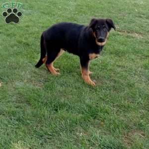 Max, German Shepherd Puppy
