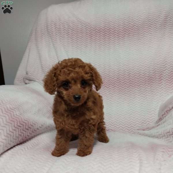 Pansy, Cavapoo Puppy