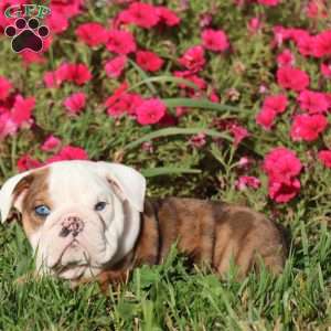 Coach, English Bulldog Puppy