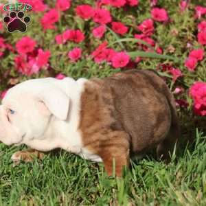 Coach, English Bulldog Puppy