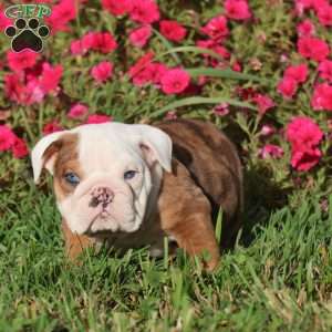 Coach, English Bulldog Puppy
