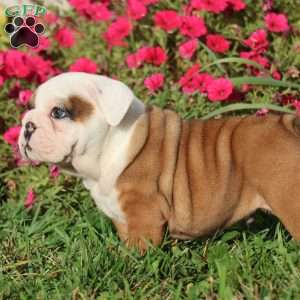 Conner, English Bulldog Puppy