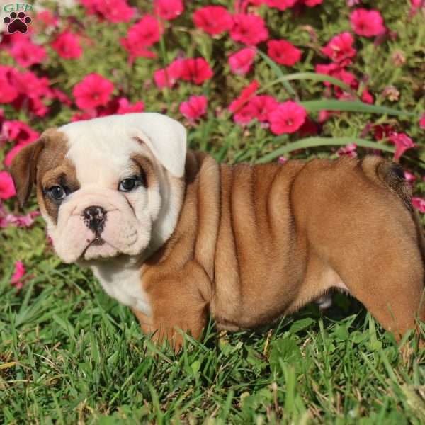 Conner, English Bulldog Puppy