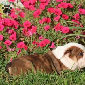 Coach, English Bulldog Puppy
