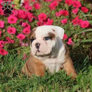 Conner, English Bulldog Puppy