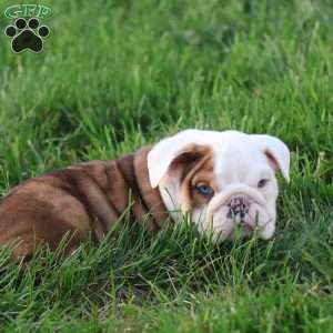 Coach, English Bulldog Puppy