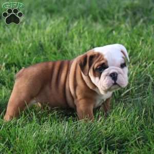 Conner, English Bulldog Puppy