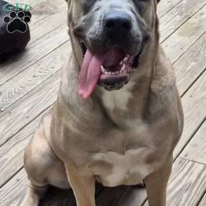 Cream, Cane Corso Puppy