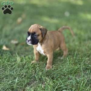 Brooklyn, Boxer Puppy