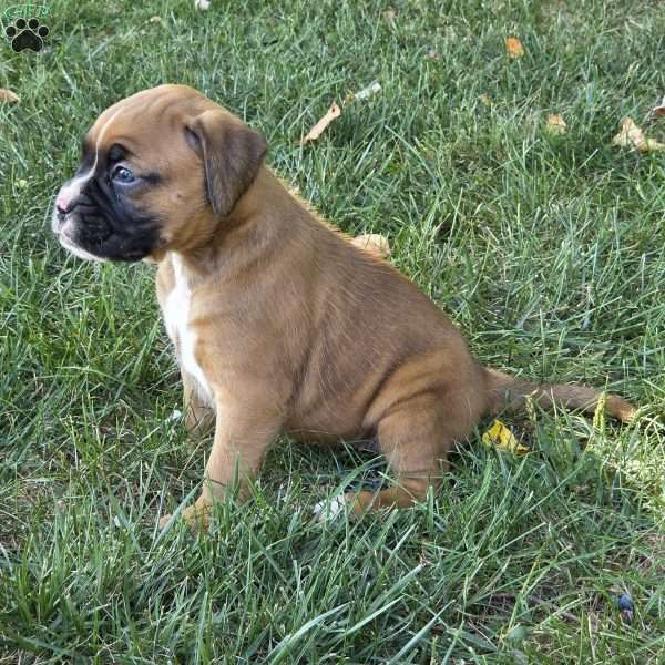 Brooklyn, Boxer Puppy