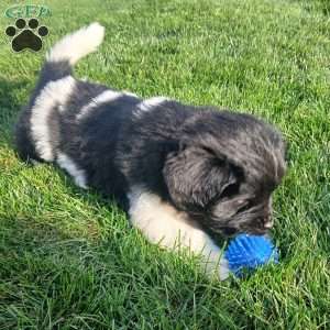 Millie, Newfoundland Puppy