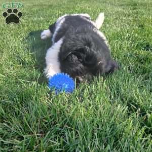 Millie, Newfoundland Puppy