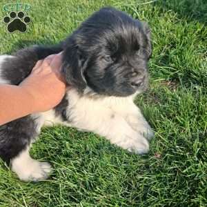 Millie, Newfoundland Puppy