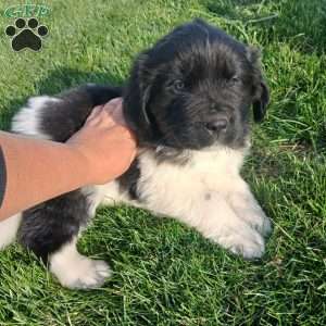 Millie, Newfoundland Puppy