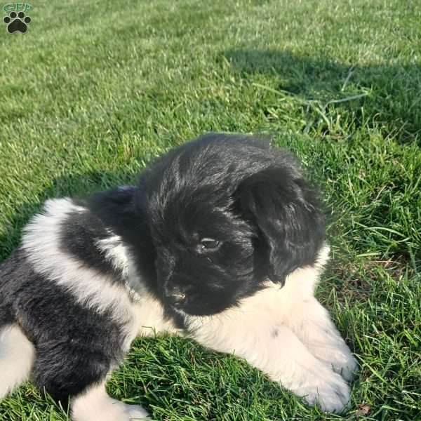 Millie, Newfoundland Puppy