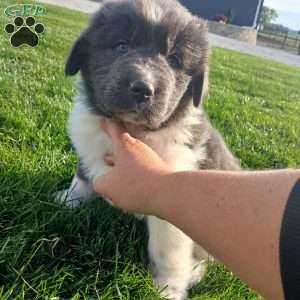 Mac, Newfoundland Puppy