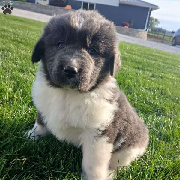 Mac, Newfoundland Puppy