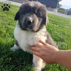 Mac, Newfoundland Puppy