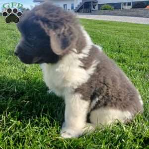 Mac, Newfoundland Puppy
