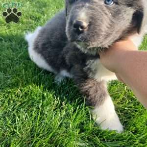 Mac, Newfoundland Puppy