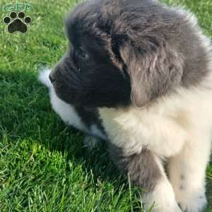 Mac, Newfoundland Puppy