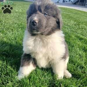 Mac, Newfoundland Puppy