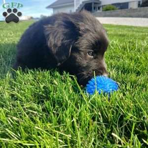 Bear, Newfoundland Puppy