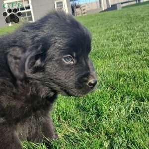 Bear, Newfoundland Puppy