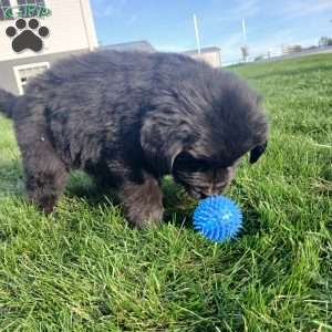 Bear, Newfoundland Puppy