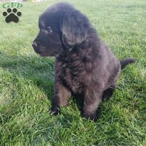 Bear, Newfoundland Puppy