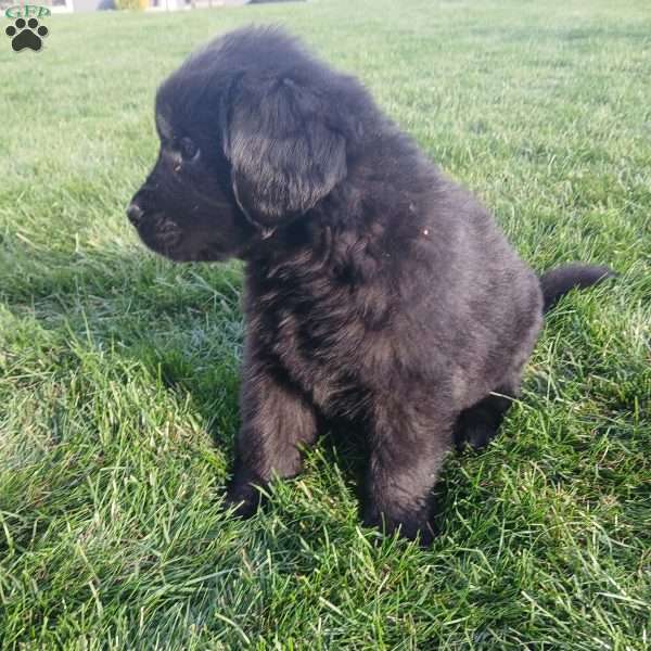 Bear, Newfoundland Puppy
