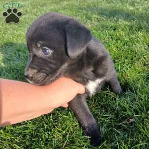 Lexi, Newfoundland Mix Puppy