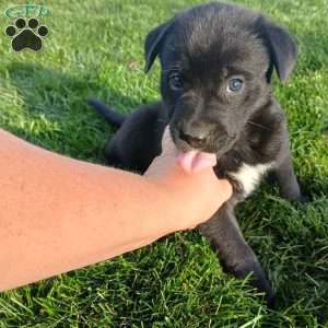 Lexi, Newfoundland Mix Puppy