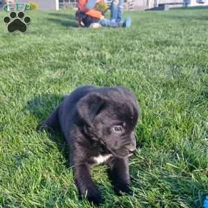 Lexi, Newfoundland Mix Puppy