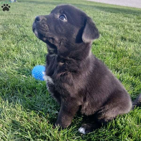 Lexi, Newfoundland Mix Puppy