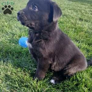 Lexi, Newfoundland Mix Puppy
