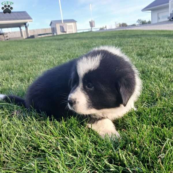 Benny, Newfoundland Mix Puppy