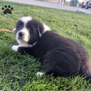Benny, Newfoundland Mix Puppy