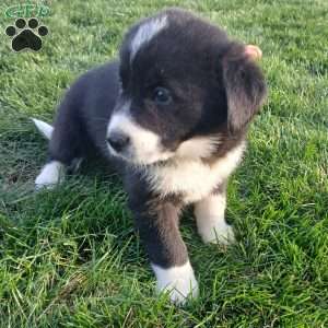 Sunny, Newfoundland Mix Puppy