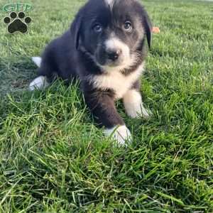 Sunny, Newfoundland Mix Puppy
