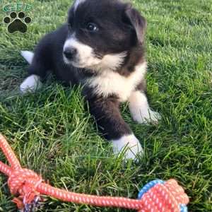 Sunny, Newfoundland Mix Puppy